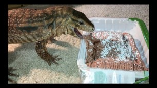 'Tegu Lizard Aggressively Eating Food'