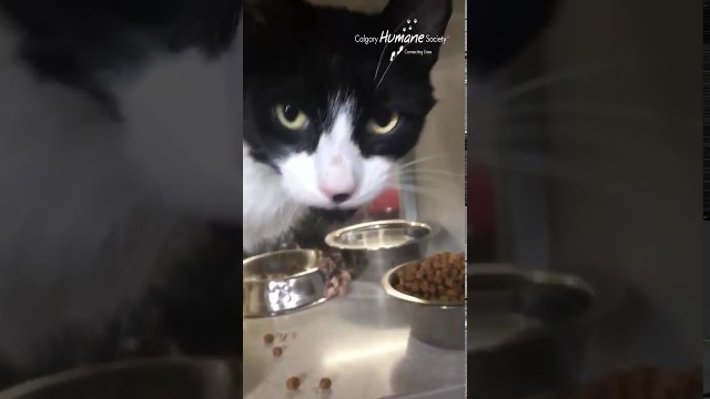 'Relatable shelter cat LOVES his food!'