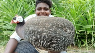 'Guineafowl Gilma Recepie|கின்னி கோழி கில்மா|Village Hunting|Suppu|Village Food Safari'