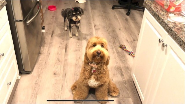 'The Farmer’s Dog for Labradoodle and Schnoodle'