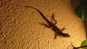 'Wall Lizard  Hunting for food'