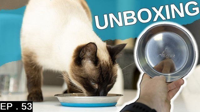 'Siamese cat loves his new food bowl'