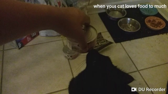 'When your cat loves food way too much!'