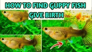 'GUPPY FISH PREGNANCY INFORMATION IN TAMIL'