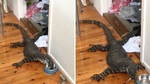 'Giant Lizard Found In Kitchen Eating Cat Food'