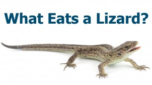 'What eats a lizard? - What do Lizards Eat?'