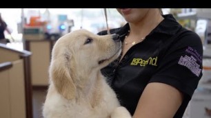 'Puppy for a Lifetime Program | Petland Florida'