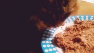 'My cat Heidi loves food'