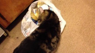 'Cat Loves Food Bag'