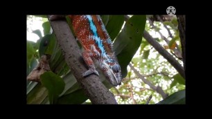 'Beauty of nature| Hunting of lizard|Eating lizard food'