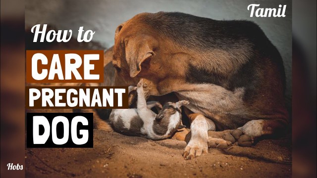 'How to CARE PREGNANCY DOGS in tamil'