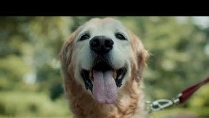 'The Super Agers: Sam the Golden Retriever | The Farmer\'s Dog & The Dogist'