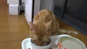 '新しい御飯が大好きな猫　- the cat loves new food -'