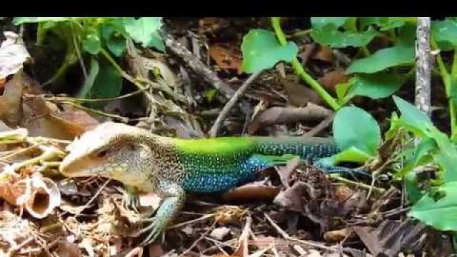 'Jungle runner, Slow motion, Ameiva ameiva, Lizard looking for food, Reptiles Omnivorous,'