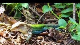 'Jungle runner, Slow motion, Ameiva ameiva, Lizard looking for food, Reptiles Omnivorous,'