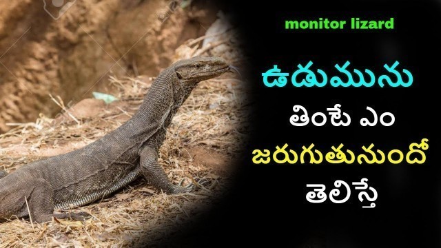 'monitor lizard meat uses in telugu| NonVeg | Food | Udumu In Telugu | Monitor Lizard Cooking Curry'