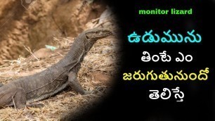 'monitor lizard meat uses in telugu| NonVeg | Food | Udumu In Telugu | Monitor Lizard Cooking Curry'