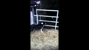 'Farmers dog down at lee farm funny as'