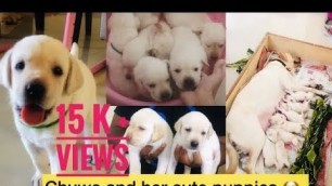 'Labrador Dog (Chuwe) Pregnancy And Puppies Birth  Stories | Puppy Food Feeding Tips In Tamil'