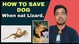 'Pet care -What to do if your dog unfortunately eat Lizard!!!