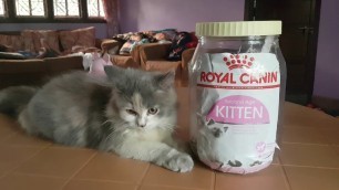 'Persian cat loves Royal cannin cat food'