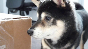 'Unboxing The Farmer\'s Dog with My Shiba'