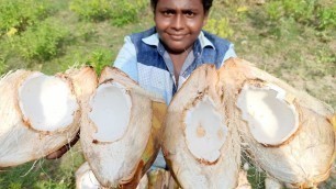 'இளநீர் அல்வா|Tender Coconut Halwa|Yummy and tasty Recepie|Small  Boy Suppu|Village Food Safari'