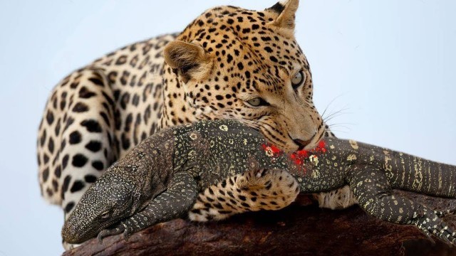 'Leopard attacks Lizard for food'