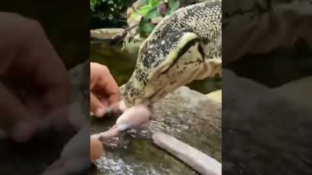 'Monitor lizard eating different food உடும்ப எவ்வளவு பாசம வழக்குரா'