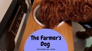 'My Cavapoo\'s Farmer\'s Dog Review'