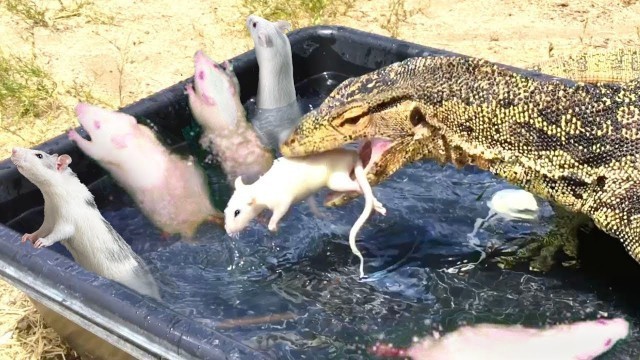 'Lizard enters Tub with Feeder Rats'