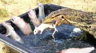 'Lizard enters Tub with Feeder Rats'