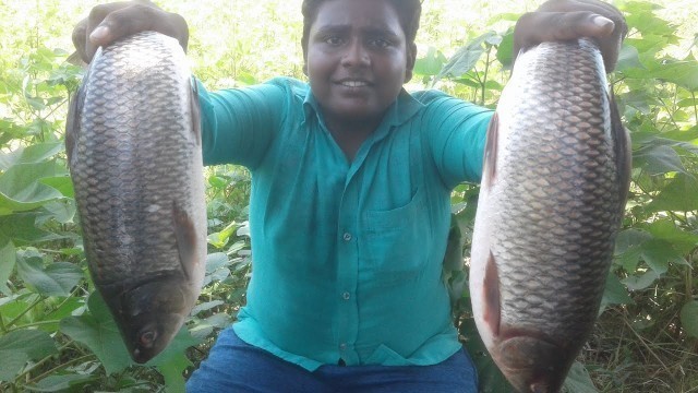 'Bucket Grilled Fish|Big Size Fish Cooking|வாளி மீன் கிரில் |Small Boy Suppu|Village Food Safari'