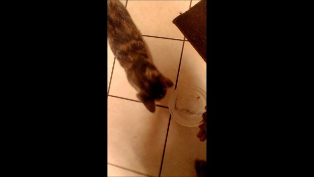 'Give it to me (cat)'