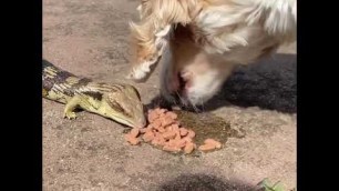 'Dog Shares Their Food With Blue Tongued Skink Lizard - 1170446'