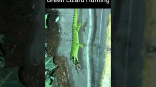 'Green Mexican Lizard Got it\'s food'