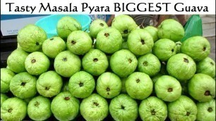 'Tasty Masala Pyara ( BIGGEST Guava ) & Cucumber - Indian Street Food - Street Food India'