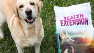 'SAWYER THE LABRADOR TASTE TESTING HEALTH EXTENSION DOG FOOD'