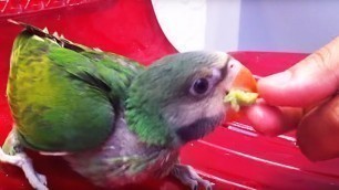 'Baby INDIAN RINGNECK PARROT dancing and singing for food, parrot talking'