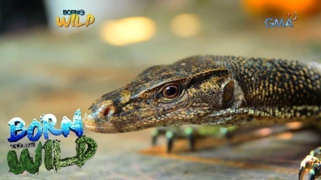 'Born to be Wild: How to properly treat a monitor lizard'