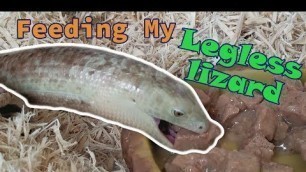 'Feed My Pet Friday: Legless Lizard!'