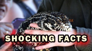 'Top 10 facts about the Tegu Lizard you didn’t know'