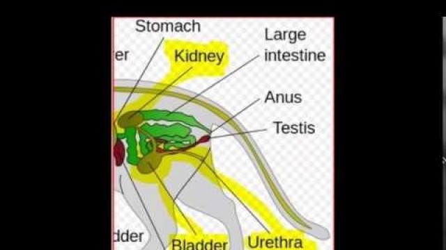 'FELINE LOWER URINARY TRACT DISEASE FOOD'