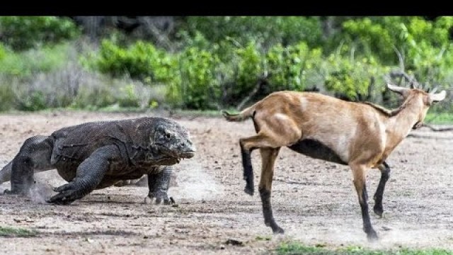 'Komodo lizard attacks. Chasing prey. Is the food running away? The Komodo will catch up. TOP 7 video'