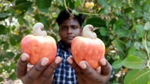 'திருட்டு முந்திரி பழம் வேட்டை|Cashewnut Fruit Thefting|Summer Hunting|Village Food Safari|Suppu'