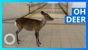 'Nara deer leave park in search of food amid Wuhan virus - TomoNews'