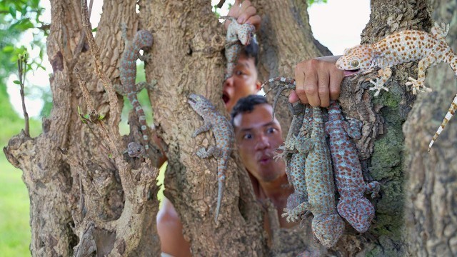 'Primitive Technology: Find food Gecko ( Lizard ) In the forest - Cooking Gecko Form Food EP01'