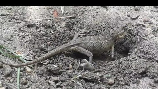 'Big Lizard searching food short film||Srilanka'