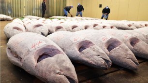 'Frozen Tuna Processing Line in Factory - Tuna Processing and Packing'