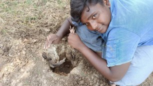 'குழிக்குள் சுட்ட காடை|Under ground Quail roast|காடை வேட்டை|Village Food Safari|Small Boy Suppu'